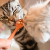 みんな　いい食べっぷり