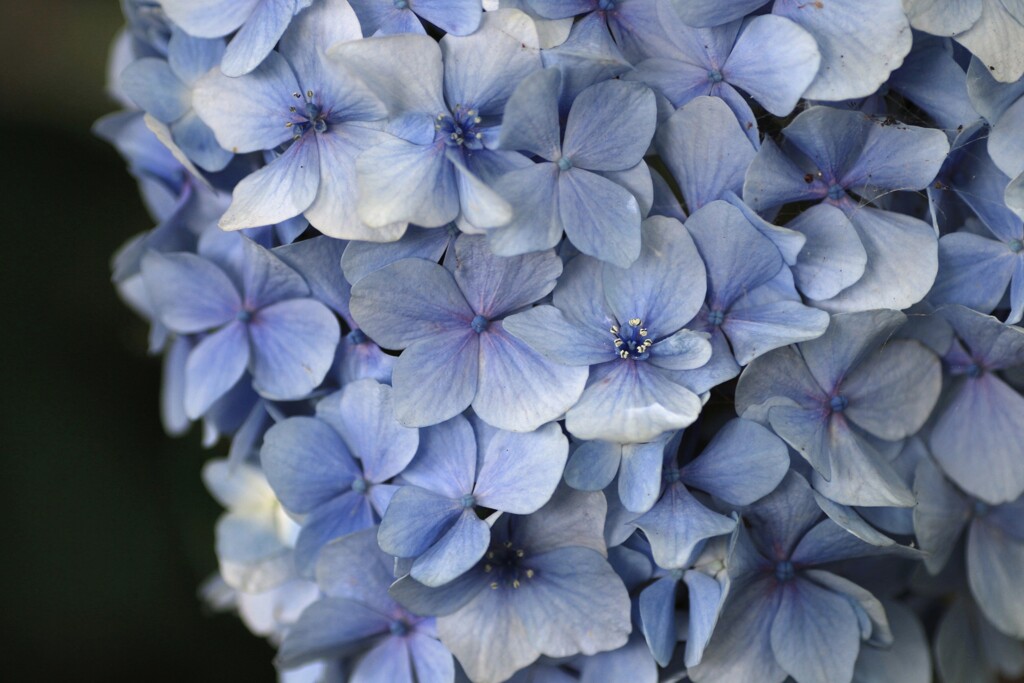 hydrangea