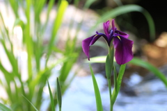 梅雨を彩る