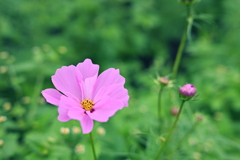 Cosmos