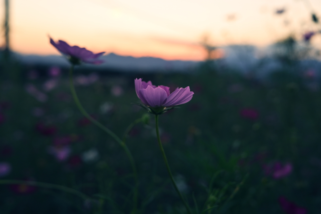 夕暮れコスモス