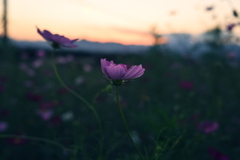 夕暮れコスモス