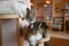 鼻チュー