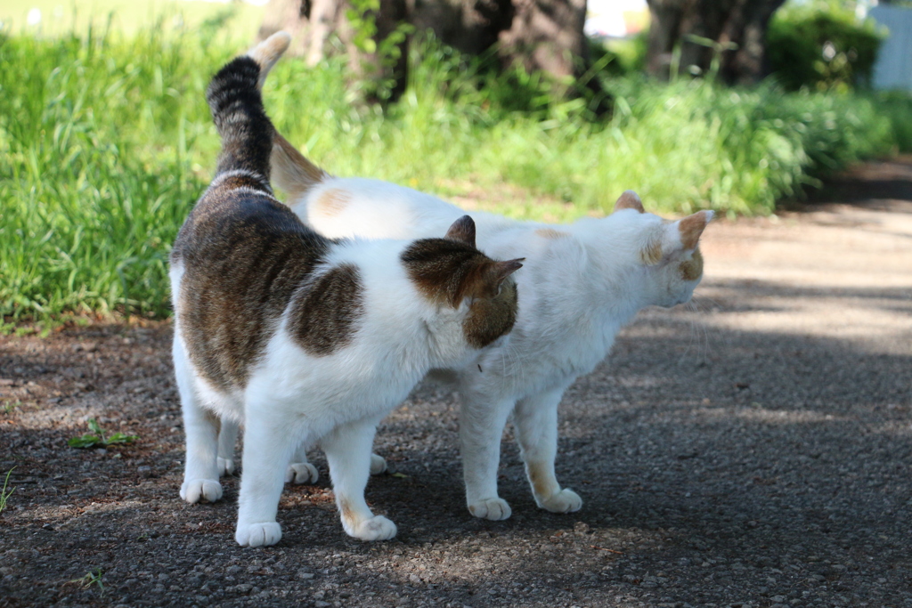 おんなじ動きをしちゃう　にゃん。②