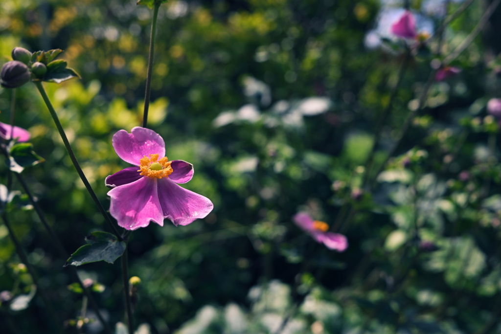 秋の訪れを告げる花