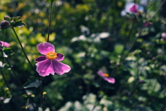 秋の訪れを告げる花