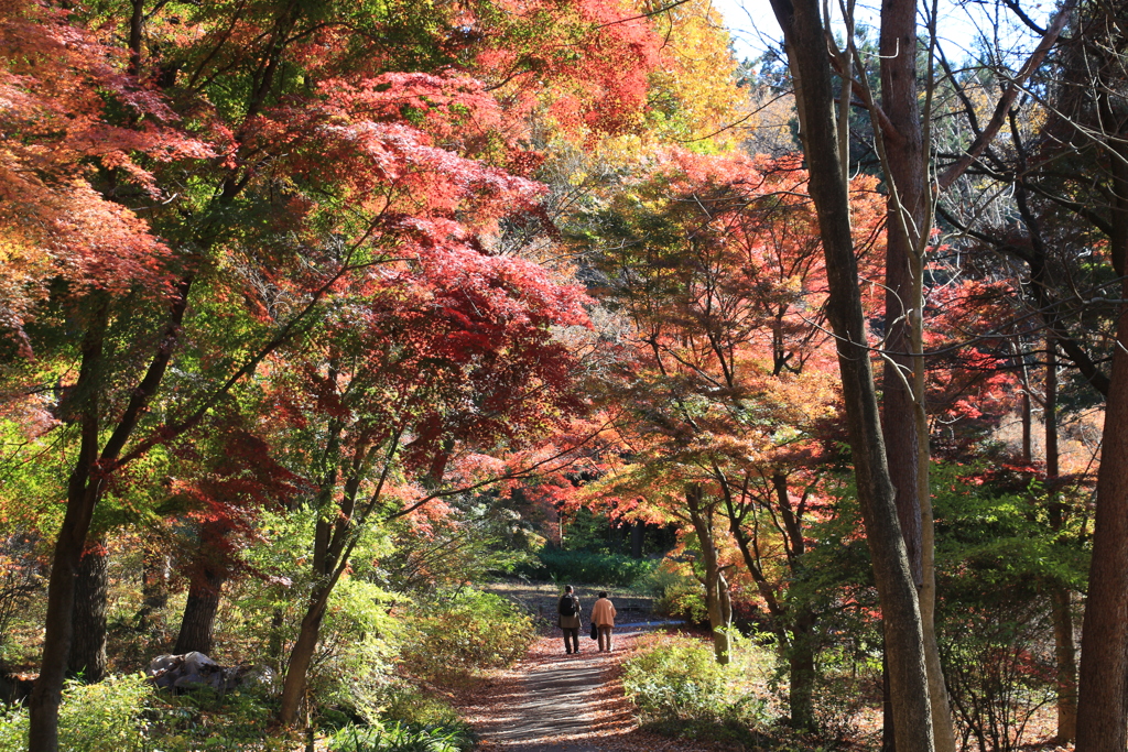 紅葉狩り