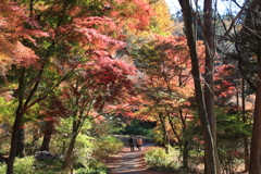 紅葉狩り