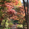 紅葉狩り