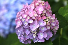 花色２色