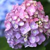 花色２色