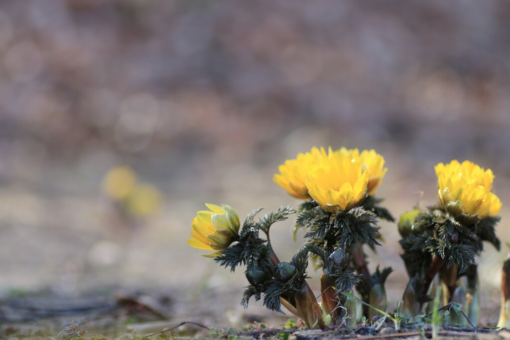 福寿草が咲き始めました