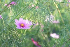 秋桜