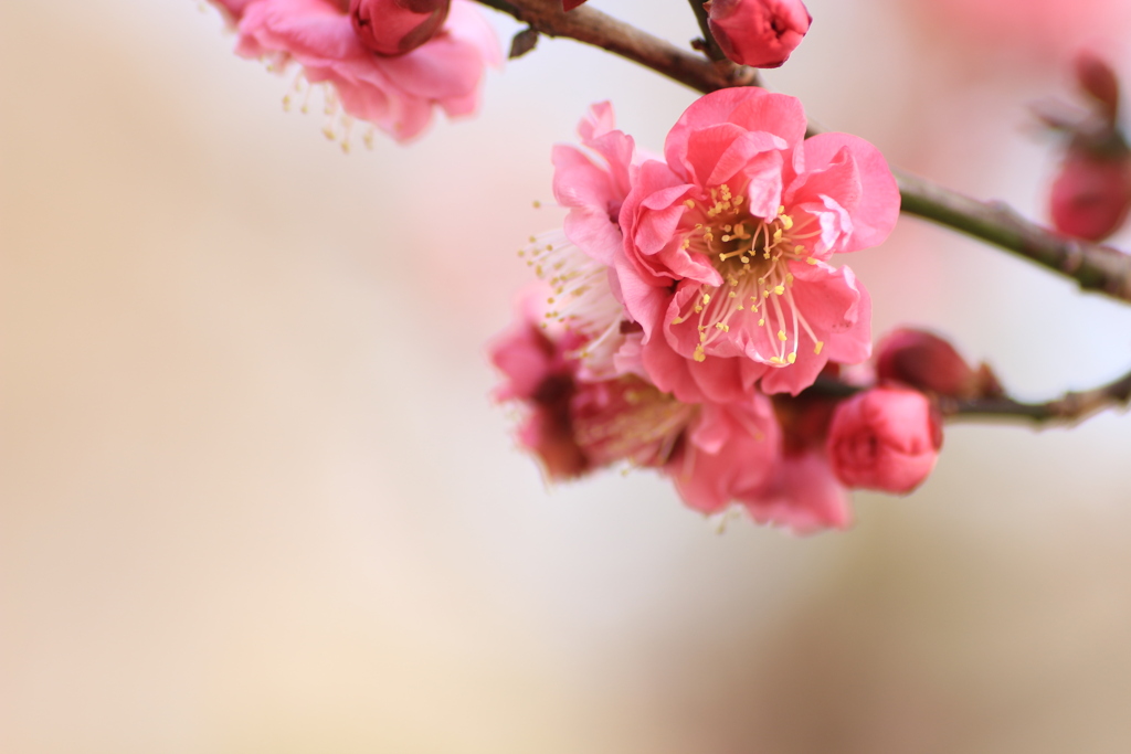 花の色に癒されて*