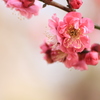 花の色に癒されて*