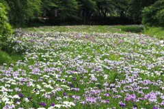 花菖蒲　川の流れのように