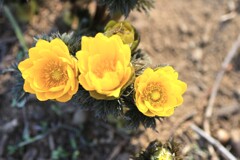 春を告げる花*