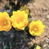 春を告げる花*