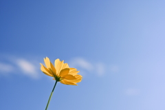 黄花コスモスと青空