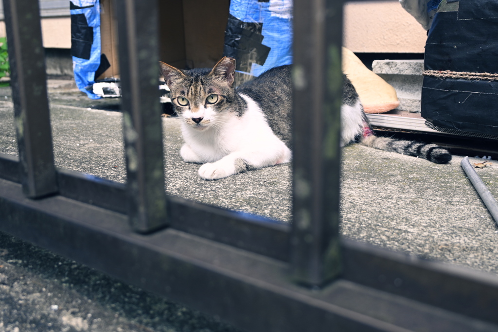 痛そうに見えるけど、