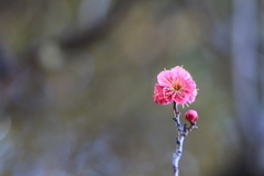 清らかさ