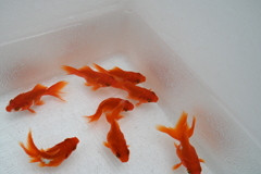 露天の金魚