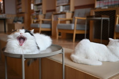 自由気ままな生活