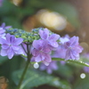 雨上がりの紫陽花
