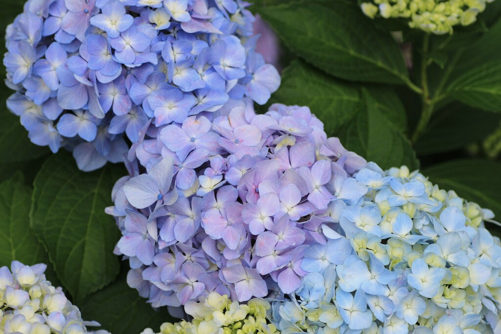 紫陽花の七変化