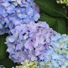 紫陽花の七変化