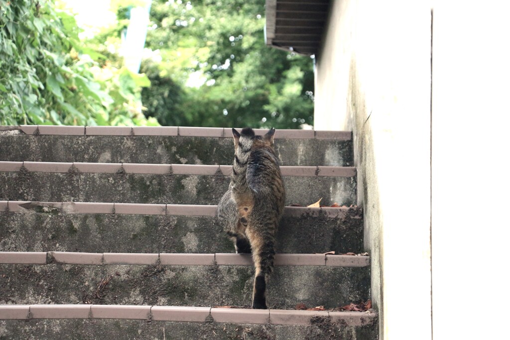 パトロールにゃ　1
