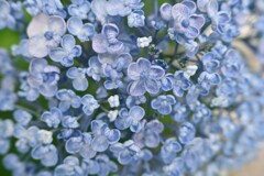 おたふく紫陽花