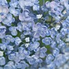 おたふく紫陽花
