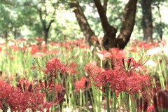 八木原の里