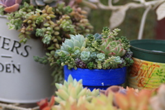 多肉植物寄せ植え*