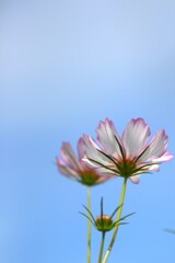 コスモスと青空