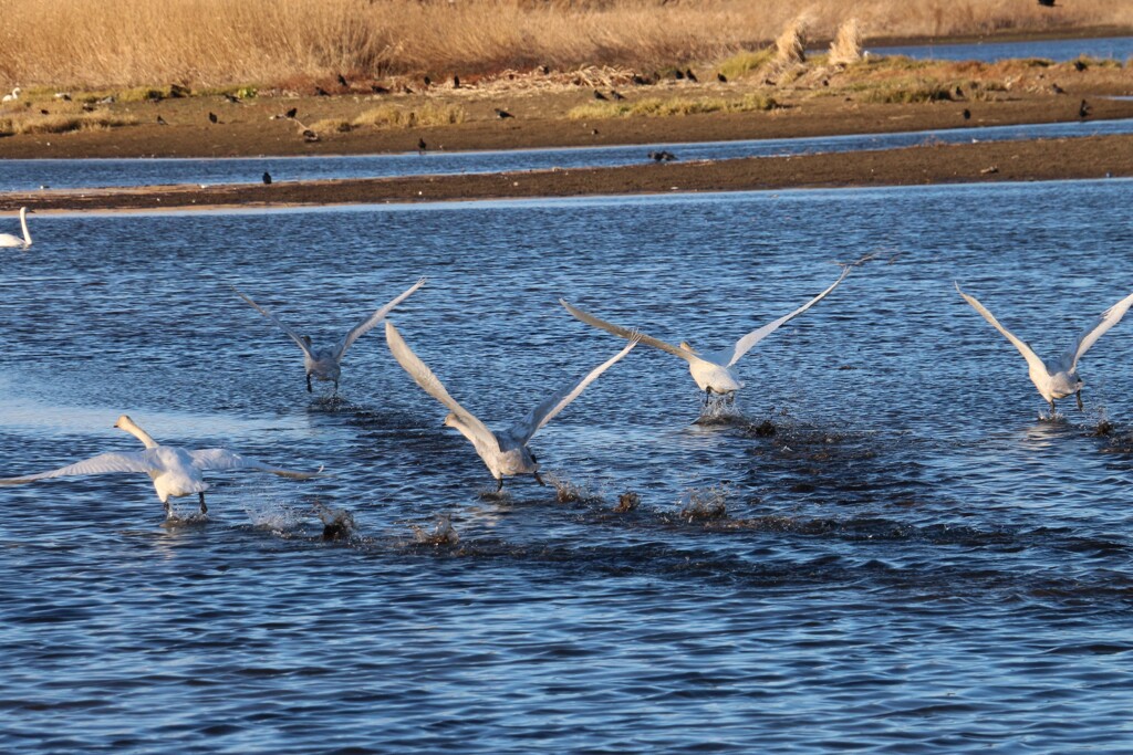 飛び立つ白鳥の家族