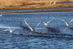 飛び立つ白鳥の家族