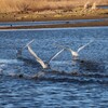 飛び立つ白鳥の家族