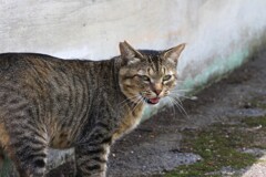 涼しい場所に行ってくる　ニャー
