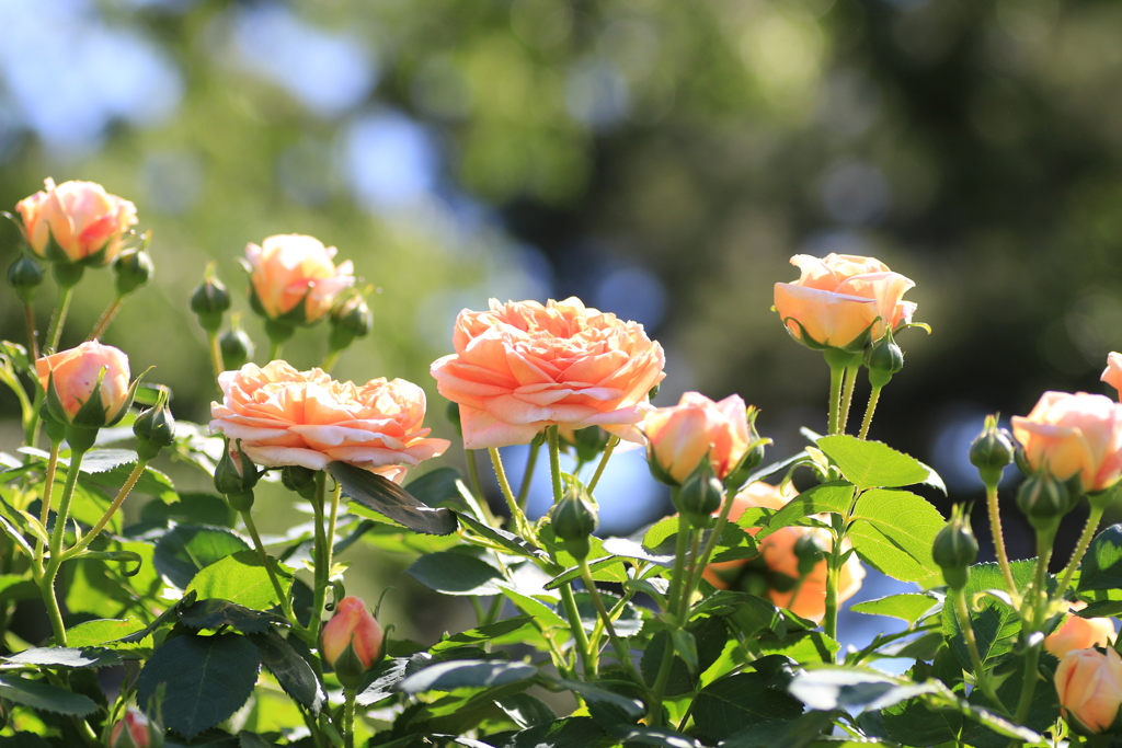 薔薇に恋して　⑧