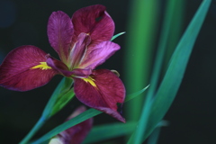 水路で咲く　菖蒲の花
