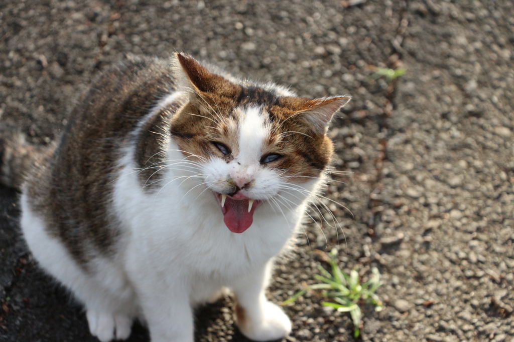 smile　にゃん～*