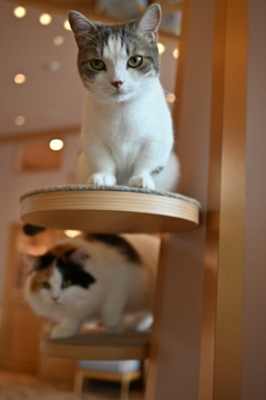 カフェの猫たち