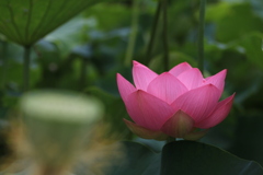 蓮の花　美しく