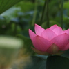 蓮の花　美しく