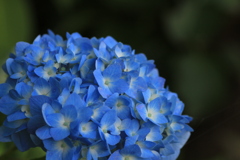 6月の色
