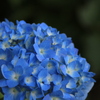 6月の色