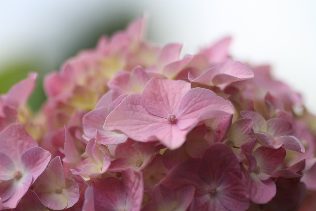 ピンクの紫陽花