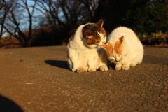 猫の愛情表現